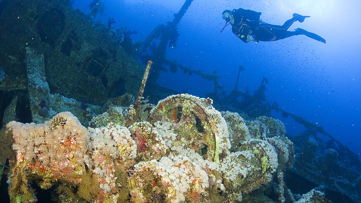 Diving in Egypt Enjoy your Diving trip with Royal Evolution